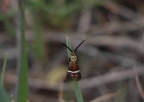 Adela australis